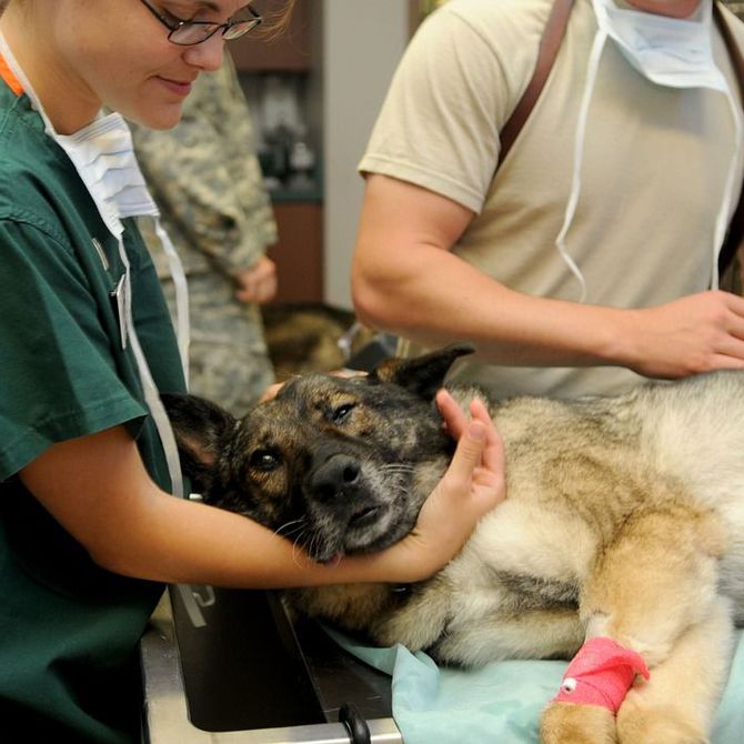 ¿Cuándo hay que acudir a un servicio de urgencias veterinarias?