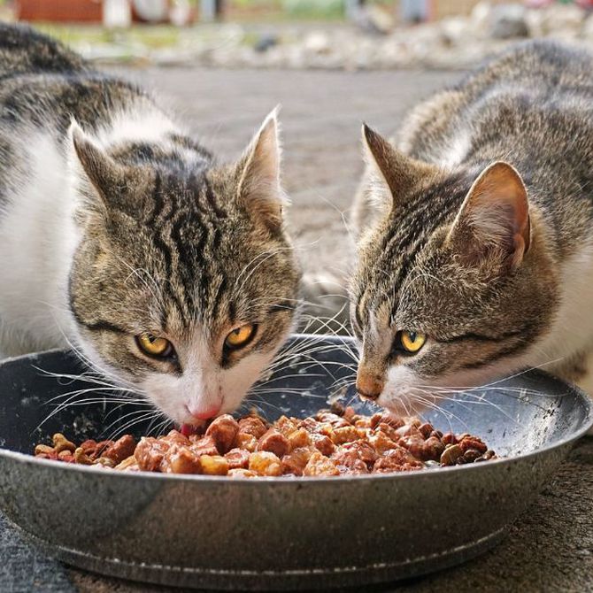 ¿Cada cuánto debe comer un gato?