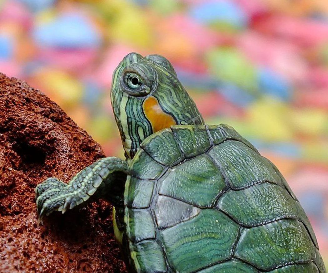 Cuidados y alimentación para tu tortuga