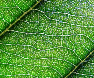 Aplicaciones comerciales de la línea Biogreen