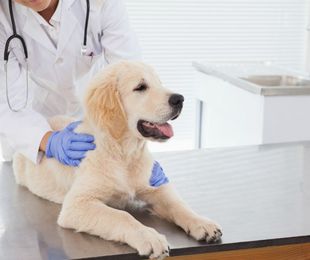 Los problemas que puede sufrir tu perro con las gládulas anales