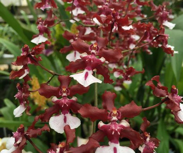 Orquídea Cholate: Terapias de Terapias Alternativas Isabel