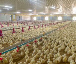 Calefacción para criar a los pollos en granjas avícolas