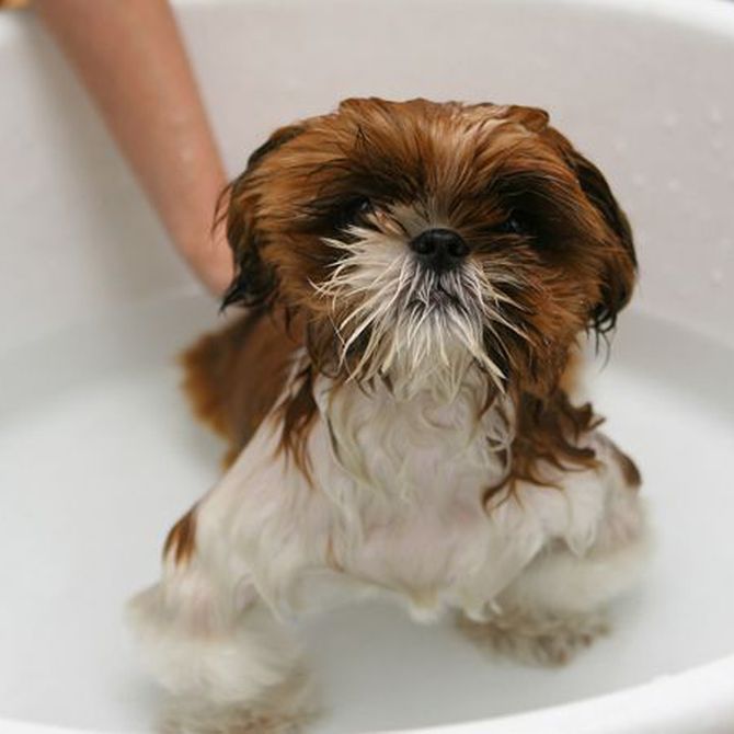 Recomendaciones para bañar a tu perro
