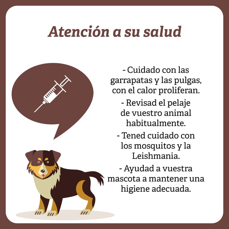 Atención a la salud de tu mascota 
