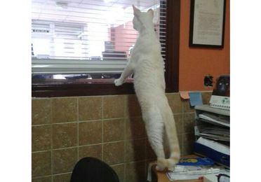 Consulta veterinaria