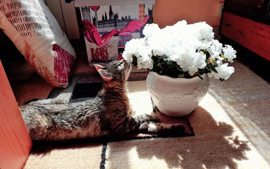 Imagen 1 de la galería