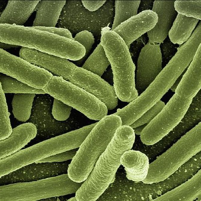Las bacterias: Durmiendo con nuestro enemigo