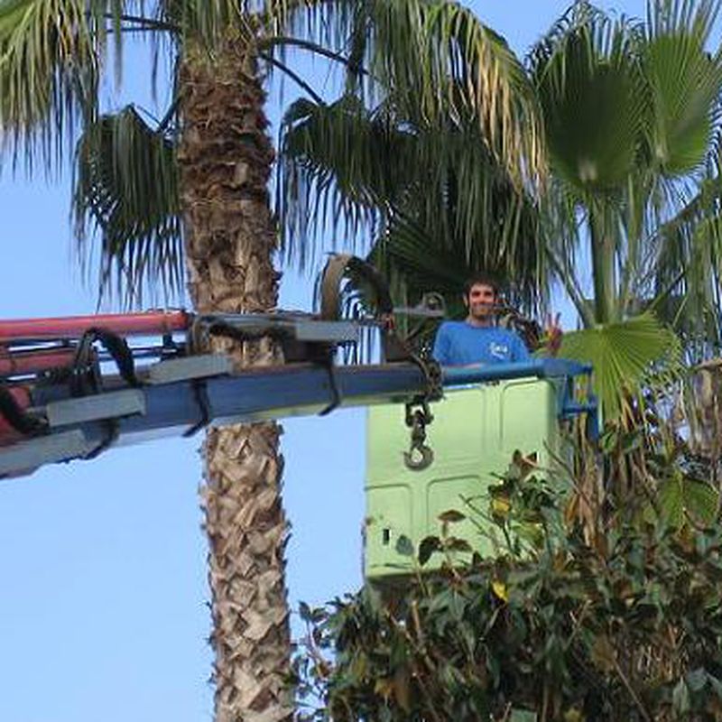 Podas: Catálogo de Jardineria Costa