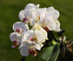 Las orquídeas y sus cuidados básicos