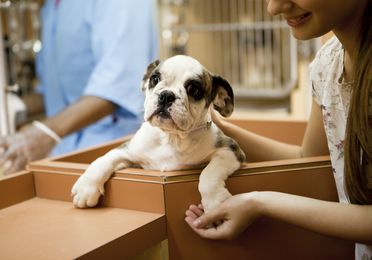Castración química /quirúrgica perros