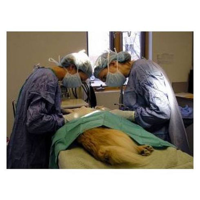 Cirugías: Servicios de Vets Centre Veterinari Girona