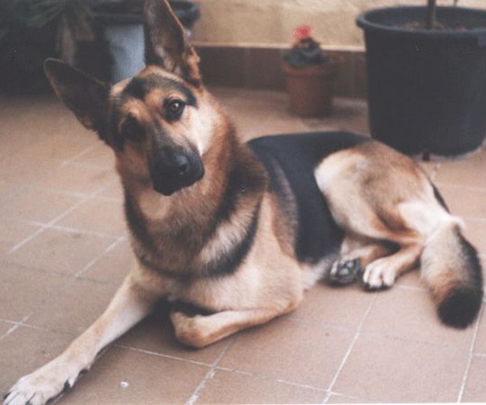 Visitas a domicilio: Servicios de ClÃ­nica Veterinaria PirÃ¡mides