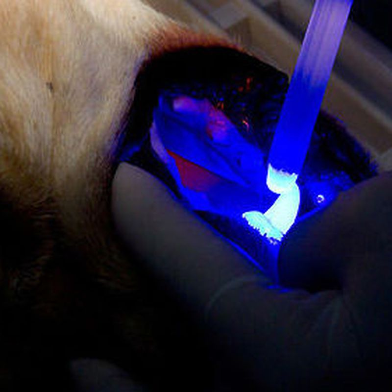 Cirugías: Servicios  de Centro Veterinario Bienestar Animal Almerimar