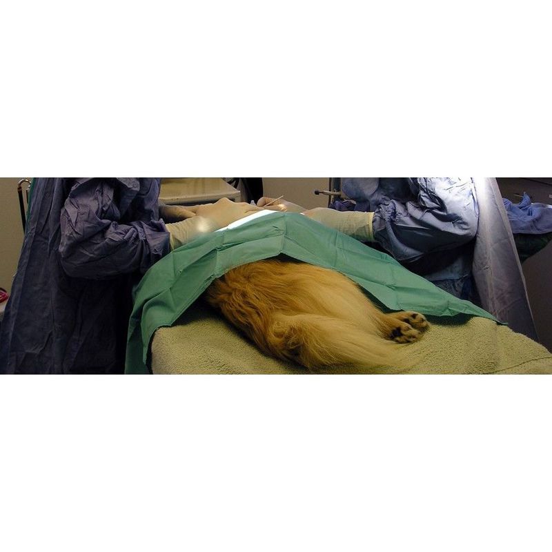 Servicio urgencias: Servicios veterinarios de Clínica Veterinaria Don Guau