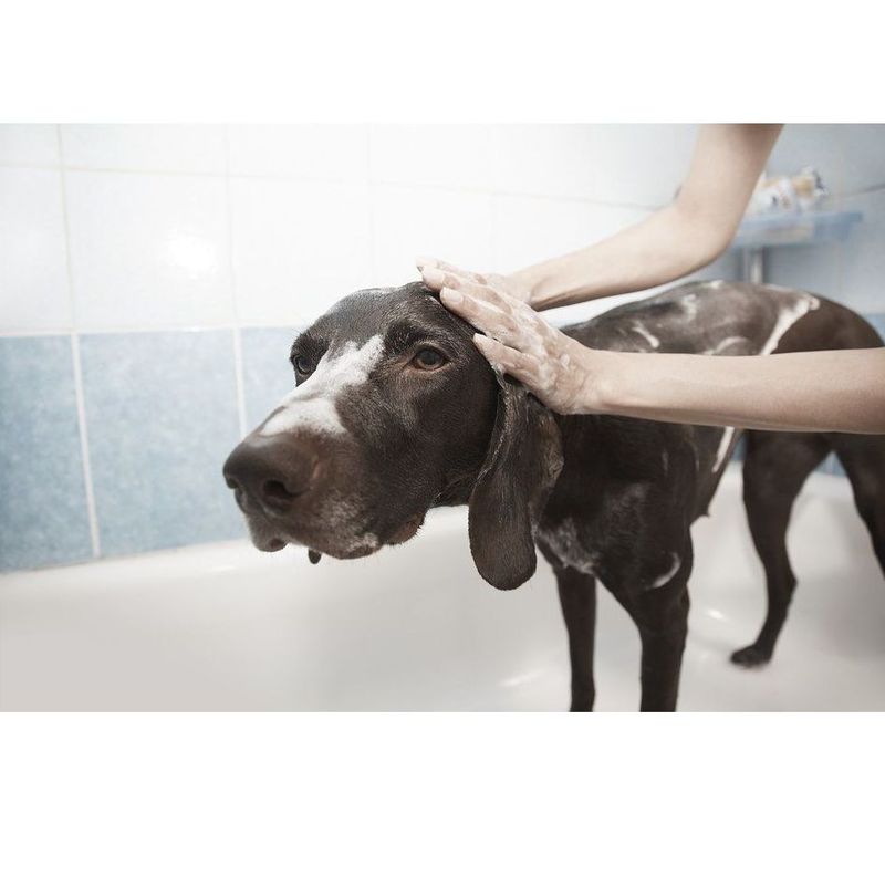 Baño: Servicios de Chic Doggy