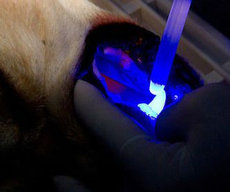 Laboratorio: Servicios  de Centro Veterinario Bienestar Animal Almerimar
