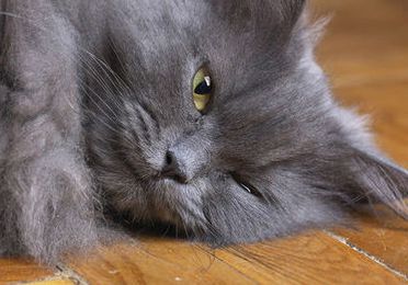 Ecografía abdominal veterinaria 