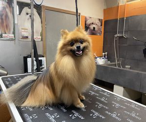 Pomerania en la peluquería canina de LOVEDOGS®️ 