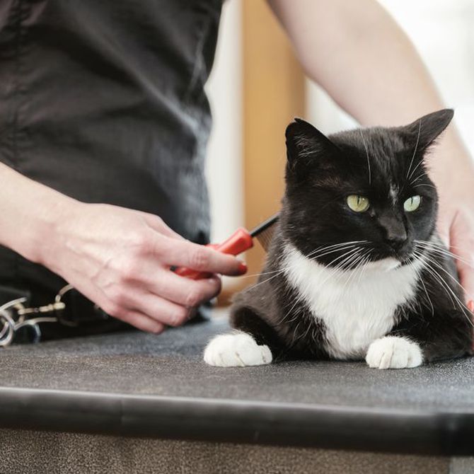 Consejos para prevenir las bolas de pelo en los gatos