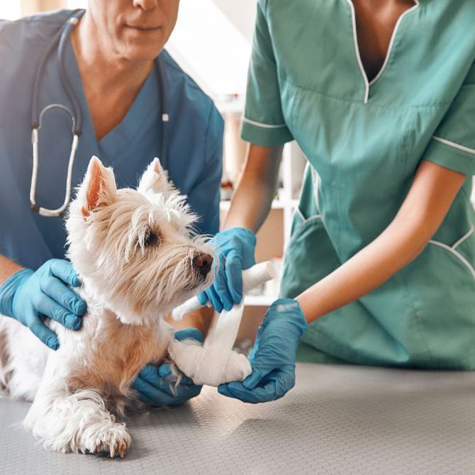 Cómo cuidar a tu perro tras una operación
