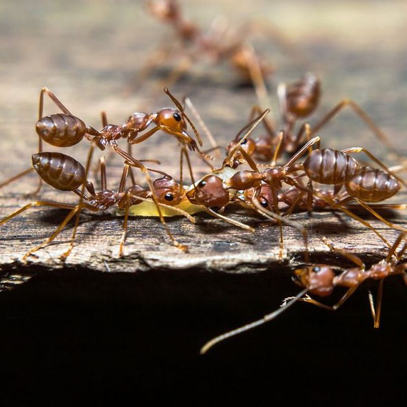 Hormigas: Servicios de Dys - Hy
