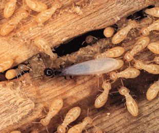 Eliminar termitas en casa