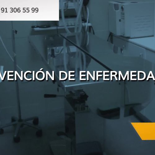 Veterinarios en Madrid | Clínica Veterinaria Las Musas