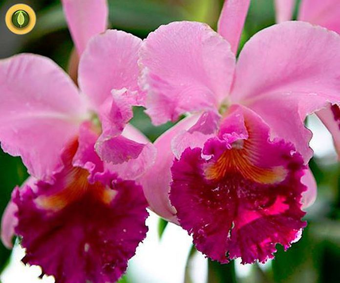 Orquídea Corazón : Terapias de Terapias Alternativas Isabel