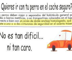 ¿Quieres ir con tu perro seguro en el coche?