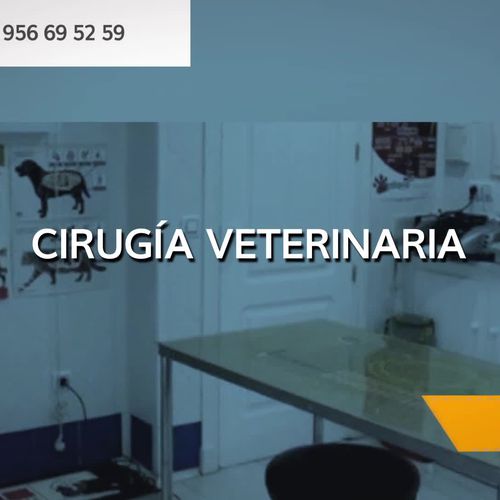 Hospital veterinario en San Roque | Clínica Veterinaria Fábula