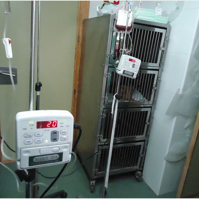 Urgencias 24 horas: Servicios de Clínica principal Veterinaria Puerto Mazarrón