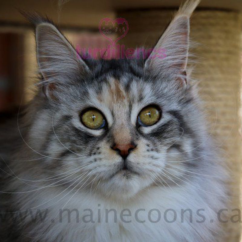 Walkiria: Venta de Cachorros Maine Coon de Turdillencs - Venta de gatos Maine Coon