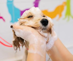 Las funciones de los peluqueros caninos