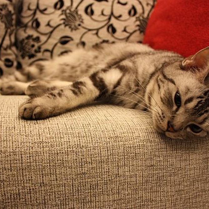 ¿Existe un tapizado anti-gatos? 