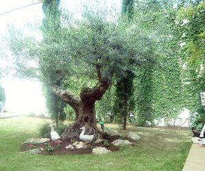 Consejos para cuidar el jardín en invierno