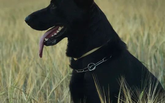 Imagen 7 de la galería