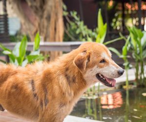 Torsión gástrica en el perro