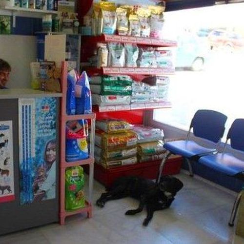 Clínica veterinaria y tienda en Pueblo Nuevo de Guadiaro, San Roque