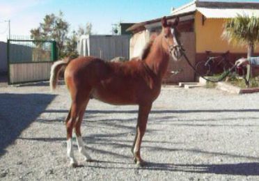 TRANSPORTE DE GANADO EQUINO