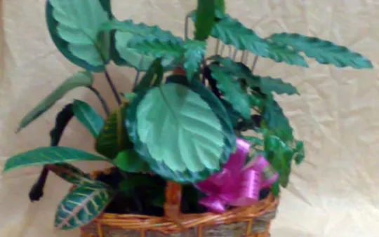 Imagen 2 de la galería