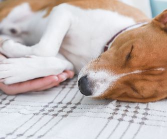 Análisis clínicos para mascotas: Servicios de Veterinario VetSur