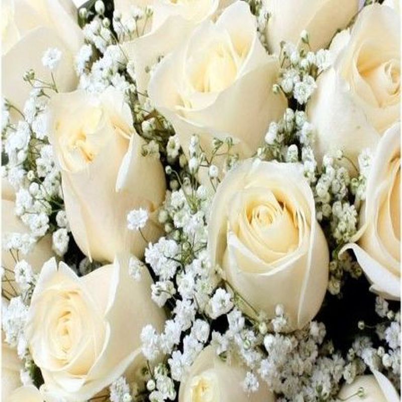Rosas blancas: Productos de Floristería Pothos