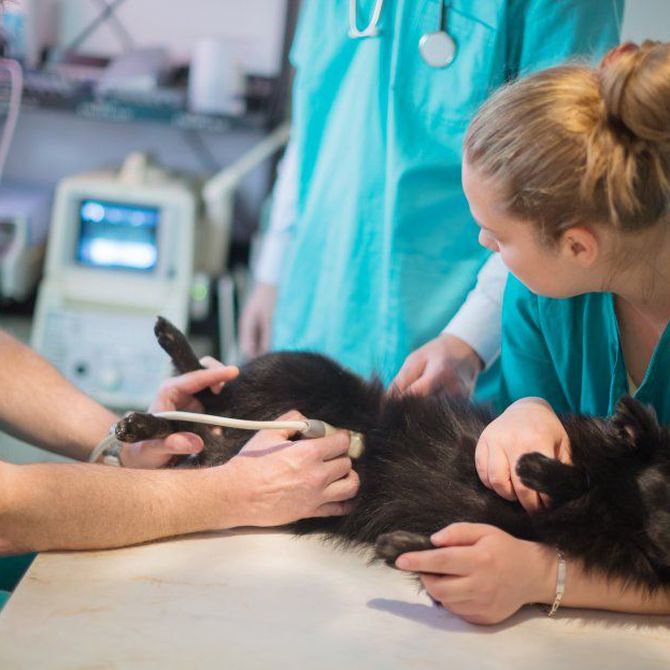 Razones para ir a urgencias veterinarias