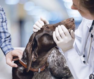 ¿Necesitas una emergencia veterinaria para tu mascota?