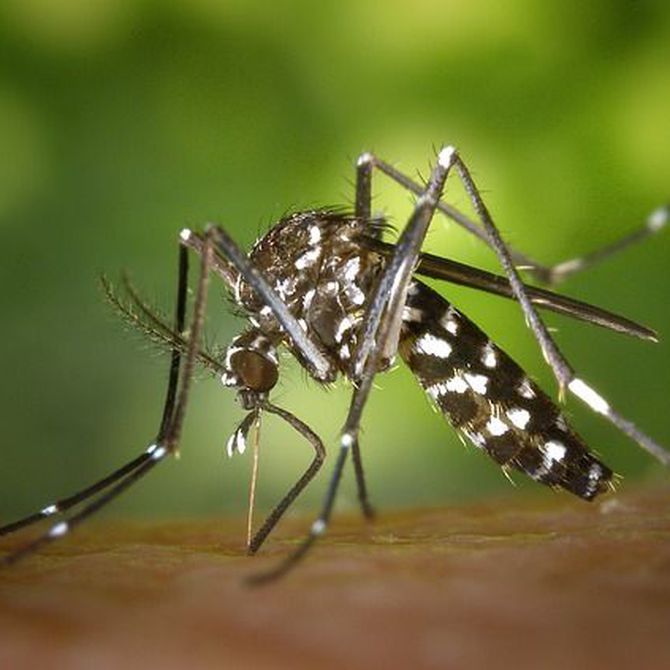 Medidas de prevención para el mosquito tigre