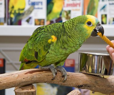 Animales exóticos en tenerife sur