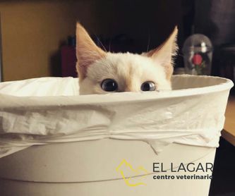CORTE DE UÑAS: Tratamientos y especilidades de Centro veterinario El Lagar