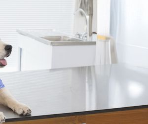 ClÃ­nica Veterinaria