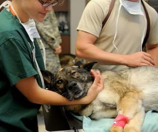Ecografía veterinaria